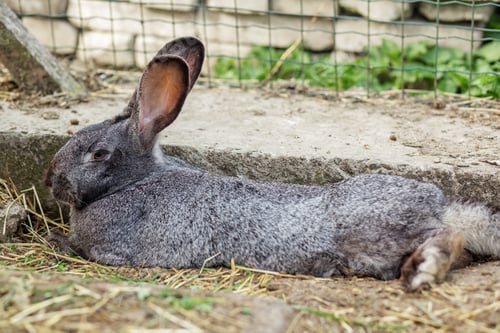 Preview: Soft gray rabbit lounging comfortably in a cozy outdoor enclosure during daylight hours. Agritourism