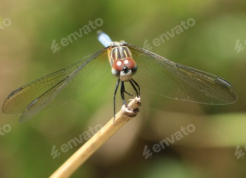Preview: Close-up shot of a common darter on a plant tip Sympetrum striolatum.