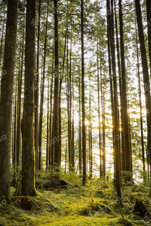Preview: Vertical shot of trees in the Golden Ears Park Forest