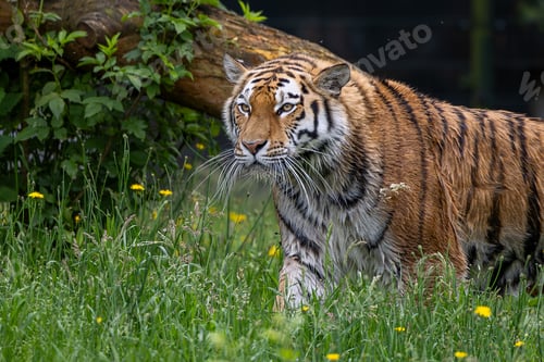 Preview: Siberian tiger walking in a green meadow surrounded by yellow flowers