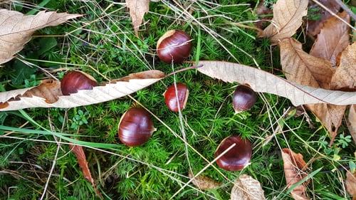 Preview: Chestnuts laying on the forest floor among some moss and leaves.