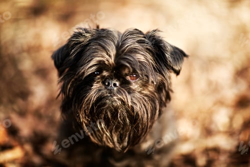 Preview: Close up portrait of shaggy brussels griffon dog