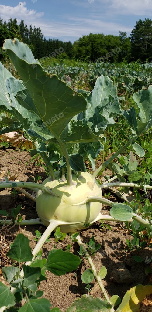 Preview: Close view of vegetables grown in organic field, healthy plants in soil, food industry growing food