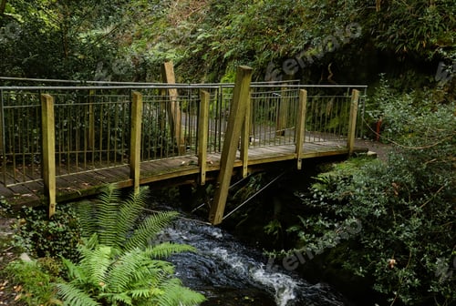 Preview: tree, forest, nature, park, outdoor, landscape, bridge, green, wood, natural, path, walk, grass, pea
