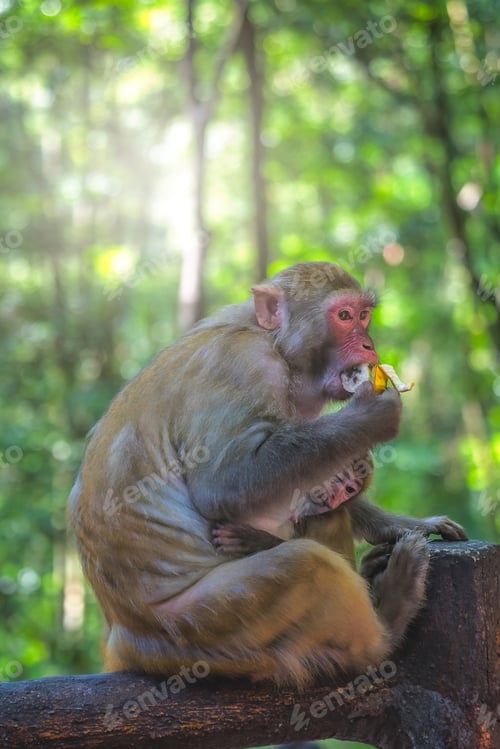 Preview: Monkey mother and her baby