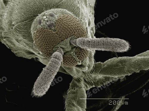 Preview: Coloured SEM of head of fly (Phoridae)