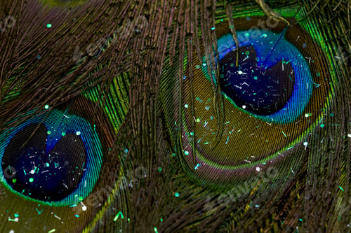 Preview: Vibrant peacock feather backdrop
