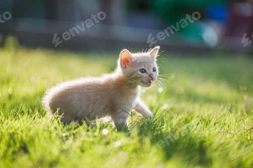 Preview: Cute brown Scottish kitten walking and playing on lawn in park in morning.