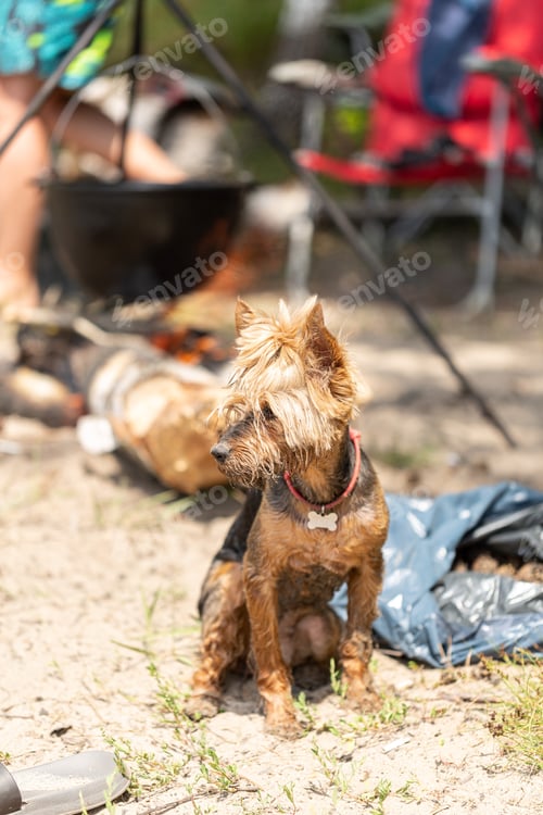 Preview: The dog is sitting by the fire after bathing, relaxing with the dog, on vacation with animals