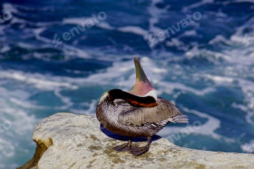Preview: It was so interesting watching these pelicans as they moved their head around