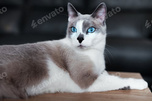 Preview: Gorgeous white-gray cat with blue eyes. Domestic cat lies on the table with an important look.