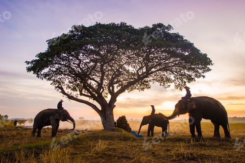 Preview: Elephants at sunrise in Thailand