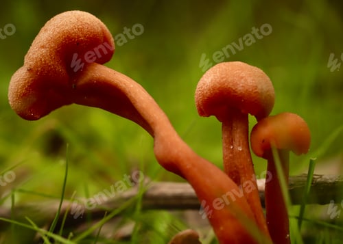 Preview: Macro Ground shot mushrooms