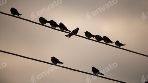 Preview: Birds Silhouetted on a Wire at Sunrise