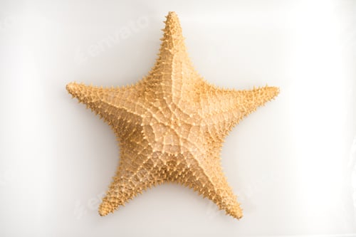 Preview: Starfish in studio with white background