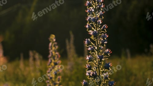 Preview: Close-up of beautiful wild flower with sunlight. Creative. Beautiful elongated flower in rays of sun