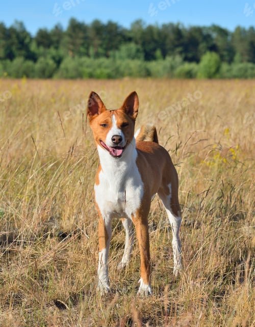 Preview: Basenji or African Bush Dog