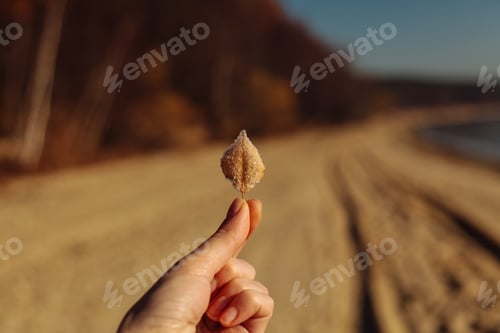 Preview: woman hand holding frozen autumn leaf