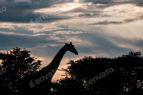 Preview: Reticulated Giraffe (Giraffa reticulata) at El Karama Ranch, Laikipia County, Kenya