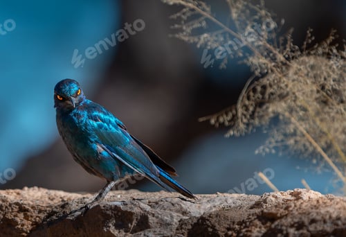 Preview: Beautiful starling bird perched on a rocky surface with blurred background