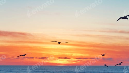Preview: Seagulls flying in the sunset over the ocean