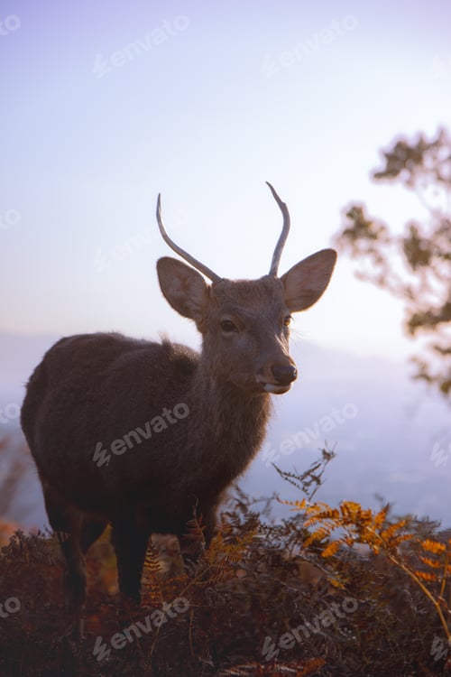 Preview: Majestic Deer Grazing in Natural Habitat