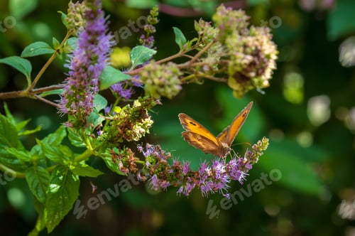 Preview: The Gatekeeper butterfly on purple flower, also known as Hedge Brown. Pyronia Tithonus pollinate.