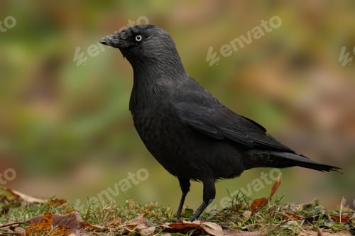 Preview: Jackdaw perched on the ground amidst a backdrop of autumn foliage