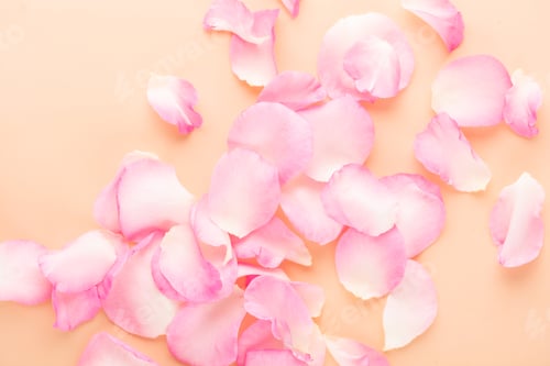 Preview: Rose flowers petals on pastel background. Valentines day background. Flat lay, top view, copy space.