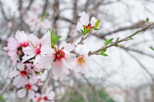 Preview: Blossoming almond branch, selective focus on sweet fragrance flowers