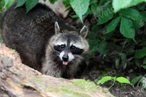 Preview: Raccoon in the forest