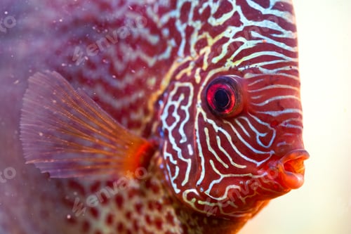 Preview: Discus Symphysodon, freshwater fish native to the Amazon River, in fishtank