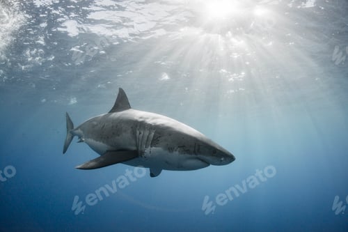 Preview: White shark cruising around the crystal blue water of Guadalupe Island, Mexico