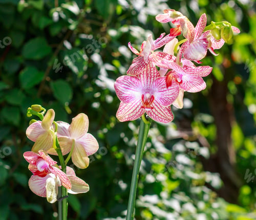 Preview: Beautiful orchids of different colors. Phalaenopsis hybrids.