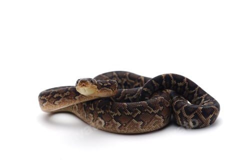 Preview: Cuban tree boa isolated on white background