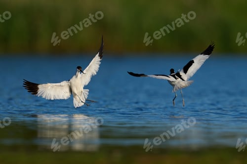 Preview: Pied avocet (Recurvirostra avosetta)