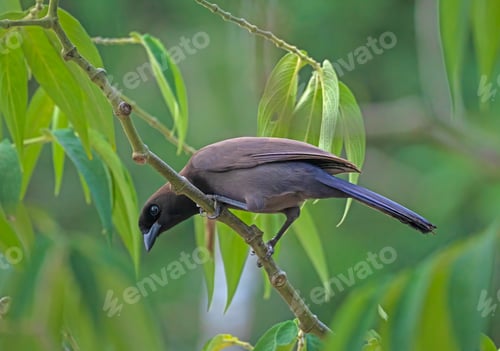 Preview: A Purplish Jay Searching in the Forest