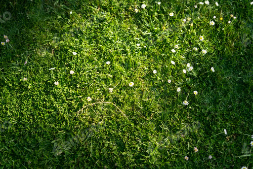 Preview: Wild grass with white flowers