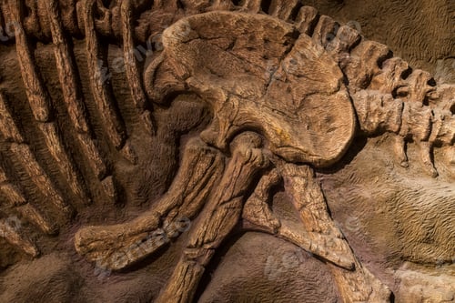 Preview: Dinosaur fossil