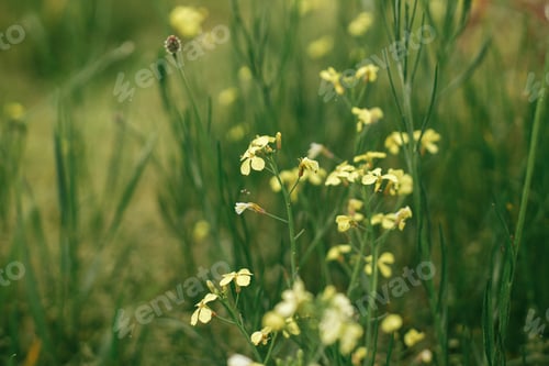 Preview: Wildflowers in summer field. Yellow flowers among green grass close up. Summer in countryside