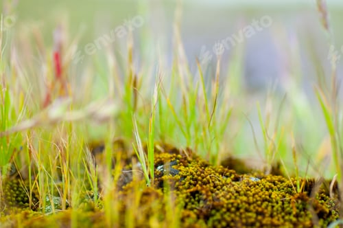 Preview: Beautiful floral spring abstract background of nature