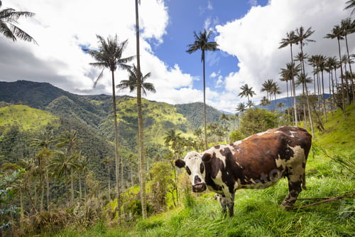 Brown and White Cow in Lush Green Landscape