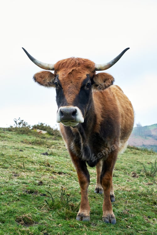 Preview: Wild cow looking at camera in the meadow