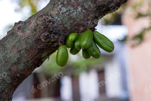 Preview: Averrhoa bilimbi or cucumber tree. The fruits are green, attached directly to the trunk of the tree.
