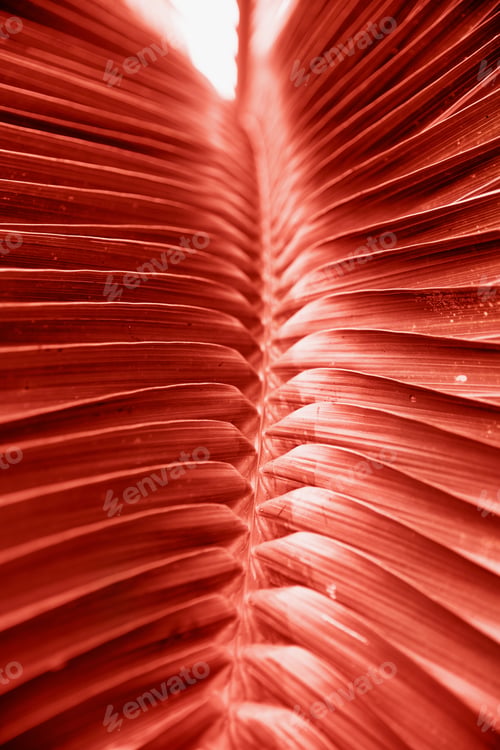 Preview: Beautiful tropical big leaf in trendy coral color.