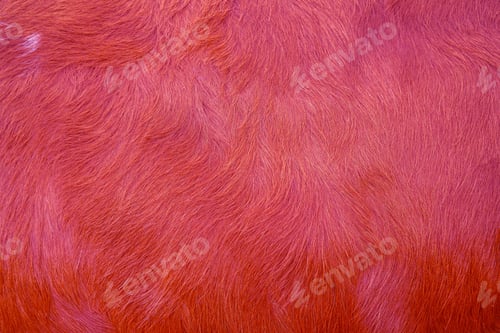 Preview: Red animal skin texture with hair