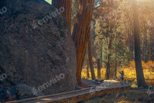 Preview: Girl Taking Pictures In Giant Sequoia National Park