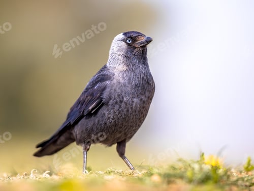 Preview: Western jackdaw on bright background