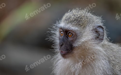 Preview: Close-up of a vervet monkey in nature.