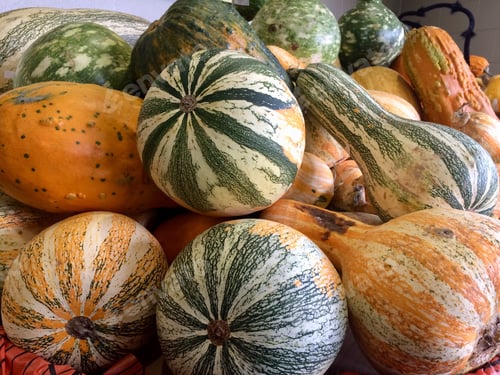 Preview: Side view of Fall gourds & vegetables with the colors of the season background